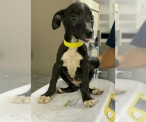 Chihuahua-Unknown Mix Dogs for adoption in Visalia, CA, USA