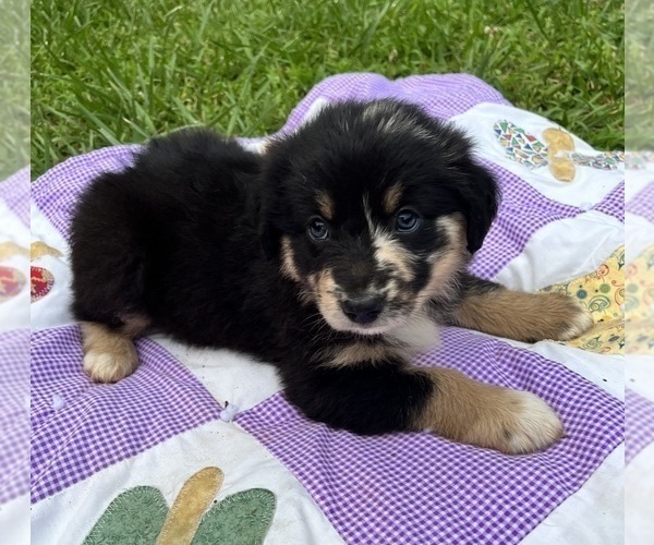 Medium Photo #4 Australian Shepherd Puppy For Sale in MEHERRIN, VA, USA
