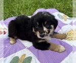 Small #3 Australian Shepherd