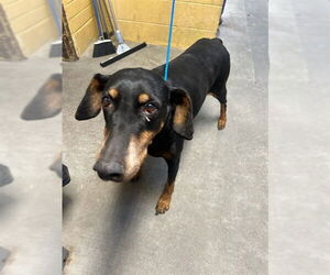 Doberman Pinscher Dogs for adoption in Stockton, CA, USA