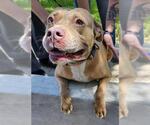 Small American Staffordshire Terrier Mix