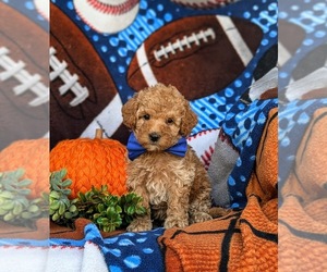 Cock-A-Poo Puppy for sale in OXFORD, PA, USA