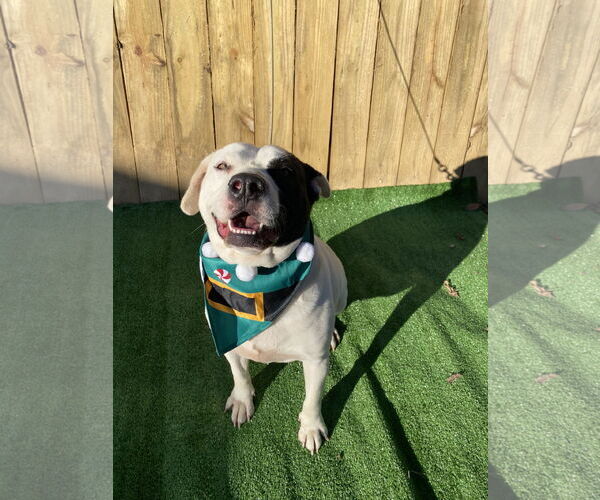 Medium Photo #25 American Pit Bull Terrier-Unknown Mix Puppy For Sale in Munford, TN, USA