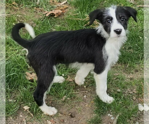Medium Photo #2 Poodle (Standard)-Staffordshire Bull Terrier Mix Puppy For Sale in Clarkston, MI, USA