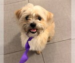Small Shih Tzu Mix