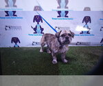A605914 - Female Border Terrier-Unknown Mix Dog for Adoption - Small photo