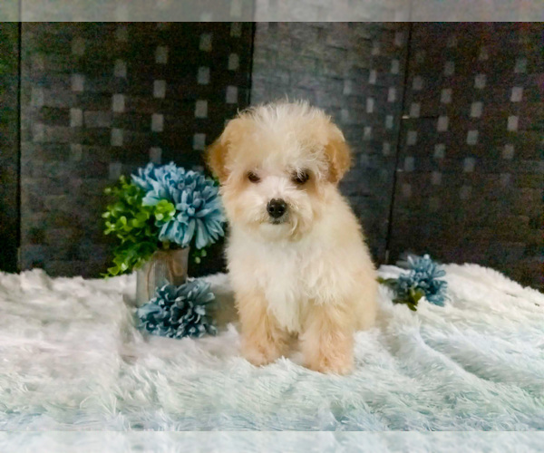 Medium Photo #8 Poochon Puppy For Sale in CAPAC, MI, USA
