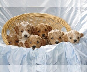 Cock-A-Poo-Poodle (Miniature) Mix Litter for sale in SALEM, MO, USA