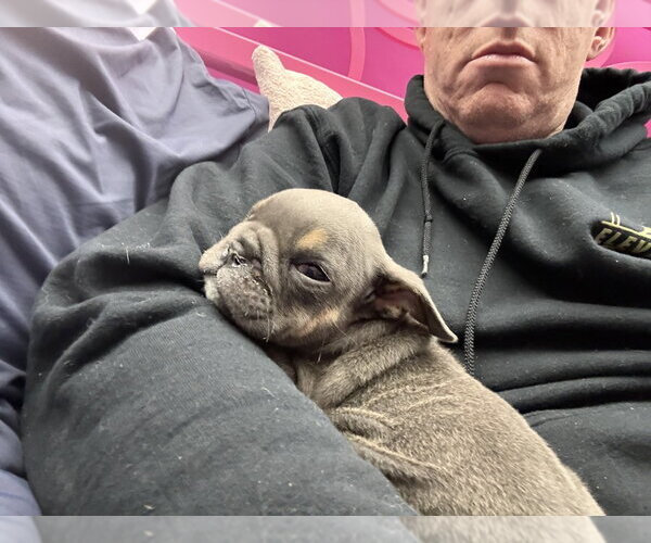 Medium Photo #4 Bulldog Puppy For Sale in Mooresville, NC, USA