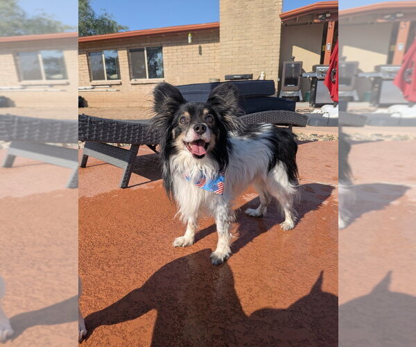 Medium Photo #2 Mutt Puppy For Sale in Vail, AZ, USA