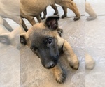 Small Photo #10 Belgian Malinois Puppy For Sale in PALMDALE, CA, USA
