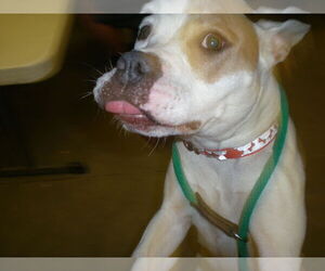 MILLIE - Female American Pit Bull Terrier-Labrador Retriever Mix Dog for Adoption - Photo #8
