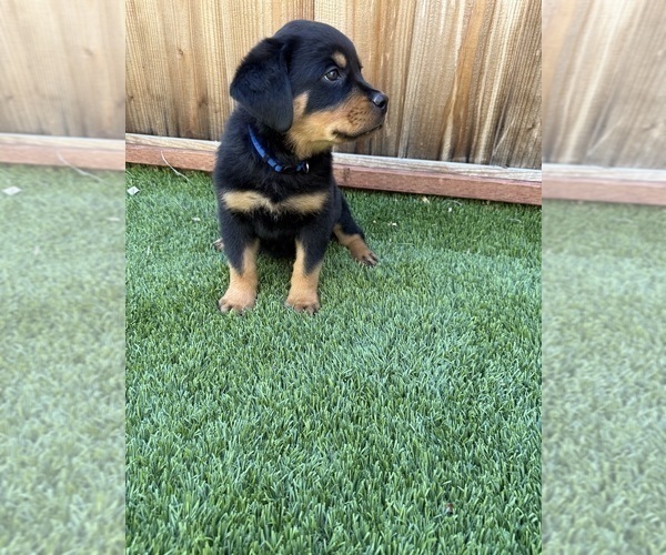 Medium Photo #8 Rottweiler Puppy For Sale in SAN JOSE, CA, USA
