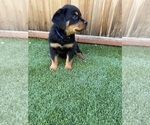 Small #2 Rottweiler