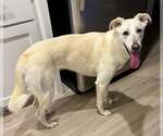 Small #1 Greyhound Mix