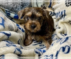 Yorkshire Terrier Puppy for sale in MODESTO, CA, USA
