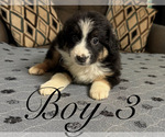 Small #4 Miniature Australian Shepherd