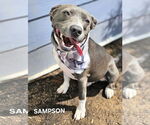 Small #2 American Staffordshire Terrier Mix