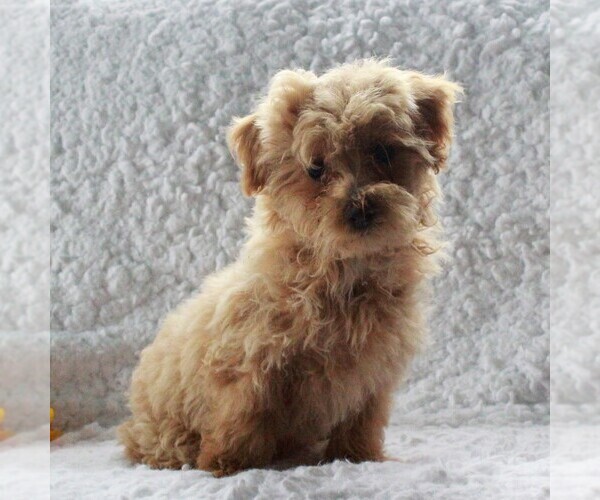 Medium Photo #1 Havanese-Poodle (Toy) Mix Puppy For Sale in CHRISTIANA, PA, USA