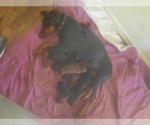 Mother of the Doberman Pinscher puppies born on 12/27/2022