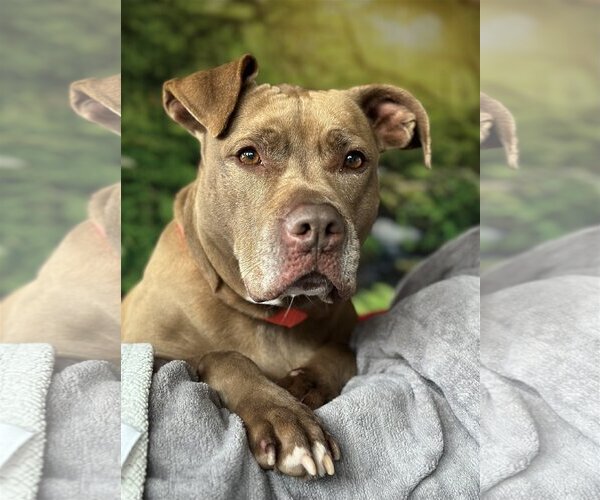 Medium Photo #6 Bullboxer Pit Puppy For Sale in Sykesville, MD, USA