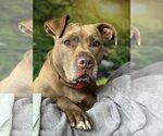 Small #5 Bullboxer Pit