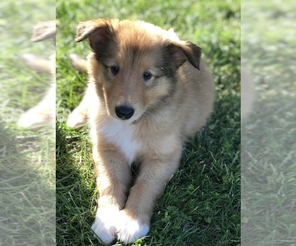 Medium Photo #14 Collie Puppy For Sale in PLEASANT LAKE, IN, USA