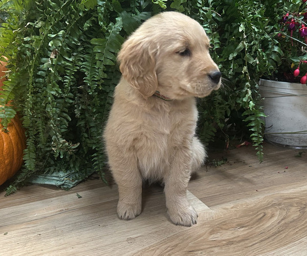 Medium Photo #9 Golden Retriever Puppy For Sale in LEAF RIVER, IL, USA
