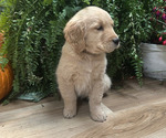 Small #1 Golden Retriever