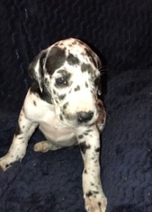 Great Dane Puppy for sale in NORTH WEBSTER, IN, USA