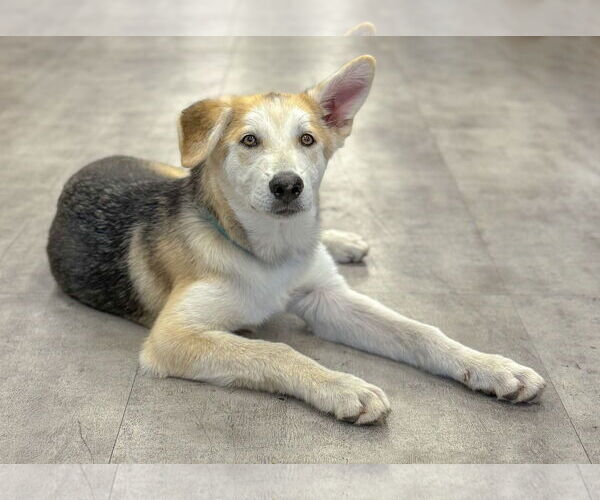 Medium Photo #9 German Shepherd Dog-Unknown Mix Puppy For Sale in PIPE CREEK, TX, USA