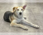 Small #8 German Shepherd Dog Mix