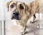 Small #1 Plott Hound