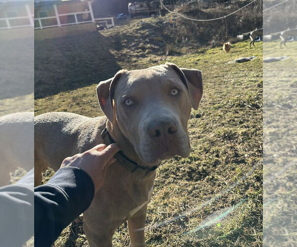 Medium Photo #4 Mutt Puppy For Sale in Candler, NC, USA