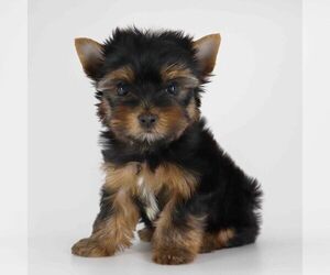 Yorkshire Terrier Puppy for sale in LOS ANGELES, CA, USA