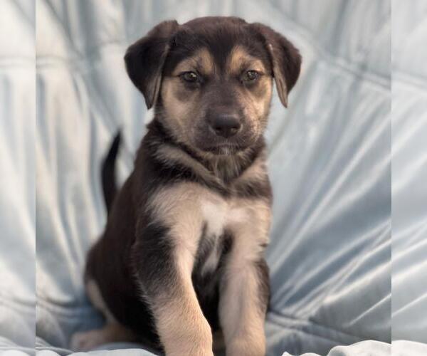 Medium Photo #1 Mutt Puppy For Sale in San Diego, CA, USA