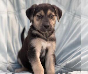 Mutt Dogs for adoption in San Diego, CA, USA