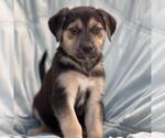 Chess Pup - Rook - Female Mutt Dog for Adoption - Small photo