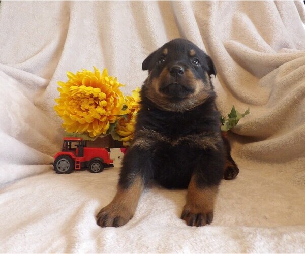 Medium Photo #2 Rottweiler Puppy For Sale in CASSVILLE, MO, USA
