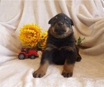 Small #1 Rottweiler