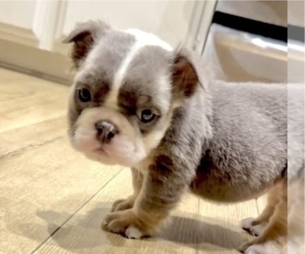 Medium Photo #2 English Bulldog Puppy For Sale in JERSEY CITY, NJ, USA