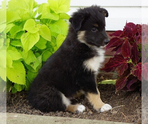 Medium Photo #3 Aussiedoodle-Fox Terrier (Toy) Mix Puppy For Sale in FREDERICKSBG, OH, USA