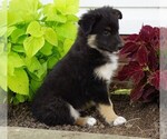 Small #2 Aussiedoodle-Fox Terrier (Toy) Mix