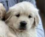Small Photo #1 Golden Retriever Puppy For Sale in CYPRESS, TX, USA