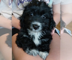 Poodle (Toy)-Yorkshire Terrier Mix Puppy for sale in BURLINGTON, MA, USA