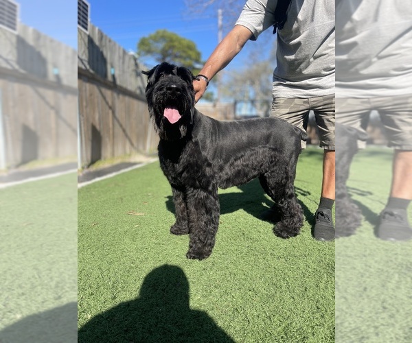 Medium Photo #1 Schnauzer (Giant) Puppy For Sale in SLIDELL, LA, USA