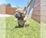 Small Photo #64 French Bulldog Puppy For Sale in JACKSONVILLE, FL, USA
