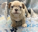 Small #2 French Bulldog
