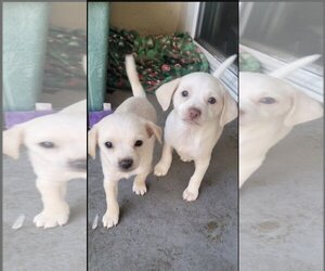 Beagle-Chihuahua Mix Dogs for adoption in Lake Elsinore, CA, USA