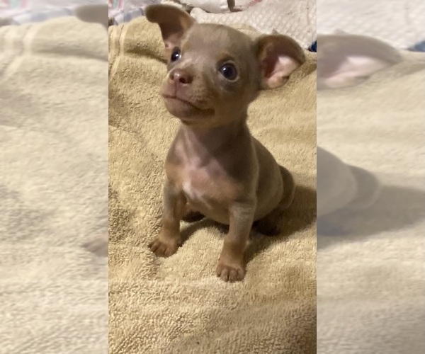 Medium Photo #2 Chihuahua Puppy For Sale in ARANSAS PASS, TX, USA